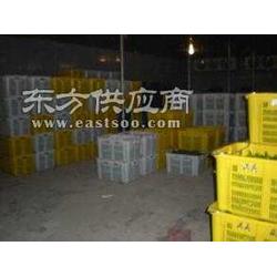 明光食品冷库厂家安装与维修全攻略 专业服务守护冷链安全